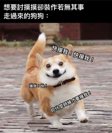 馬子狗 梗圖